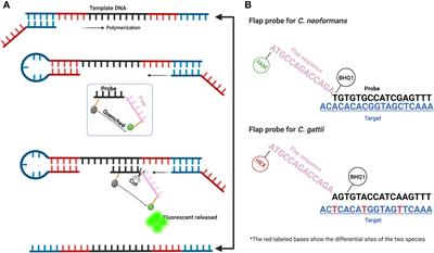 Rapid duplex flap probe-based isothermal assay to identify the Cryptococcus neoformans and Cryptococcus gattii